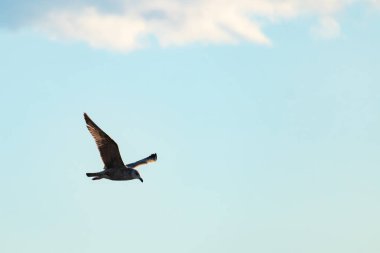 Bir martı parlak mavi bir gökyüzünde süzülür, kanatlarını arkaplanda kabarık beyaz bir bulutla açılır..