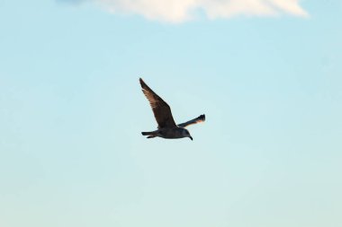 Bir martı parlak mavi bir gökyüzünde süzülür, kanatlarını arkaplanda kabarık beyaz bir bulutla açılır..