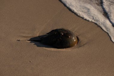 At nalı yengeci, eski bir deniz yaşamı, kumlu bir plajda dinlenir, yumuşak dalgalar kıyıya vurur. Benzersiz şekli ve dokusu kumda ve deniz köpüğünde göze çarpar..