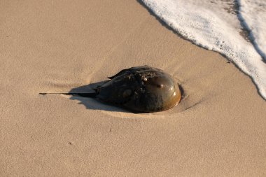 At nalı yengeci, eski bir deniz yaşamı, kumlu bir plajda dinlenir, yumuşak dalgalar kıyıya vurur. Benzersiz şekli ve dokusu kumda ve deniz köpüğünde göze çarpar..