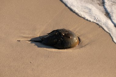 At nalı yengeci, eski bir deniz yaşamı, kumlu bir plajda dinlenir, yumuşak dalgalar kıyıya vurur. Benzersiz şekli ve dokusu kumda ve deniz köpüğünde göze çarpar..