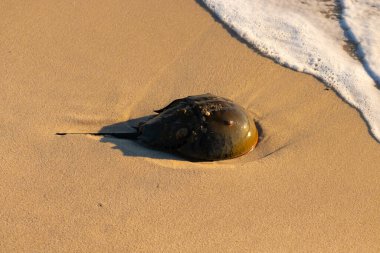 At nalı yengeci, eski bir deniz yaşamı, kumlu bir plajda dinlenir, yumuşak dalgalar kıyıya vurur. Benzersiz şekli ve dokusu kumda ve deniz köpüğünde göze çarpar..