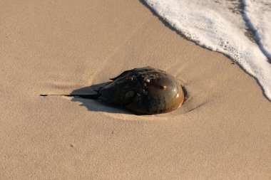 At nalı yengeci, eski bir deniz yaşamı, kumlu bir plajda dinlenir, yumuşak dalgalar kıyıya vurur. Benzersiz şekli ve dokusu kumda ve deniz köpüğünde göze çarpar..
