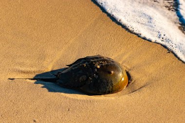 At nalı yengeci, eski bir deniz yaşamı, kumlu bir plajda dinlenir, yumuşak dalgalar kıyıya vurur. Benzersiz şekli ve dokusu kumda ve deniz köpüğünde göze çarpar..