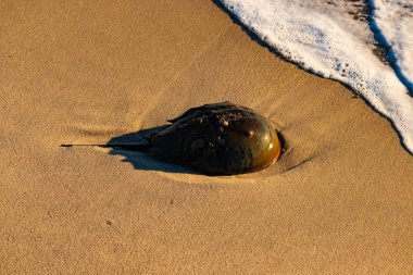 At nalı yengeci, eski bir deniz yaşamı, kumlu bir plajda dinlenir, yumuşak dalgalar kıyıya vurur. Benzersiz şekli ve dokusu kumda ve deniz köpüğünde göze çarpar..
