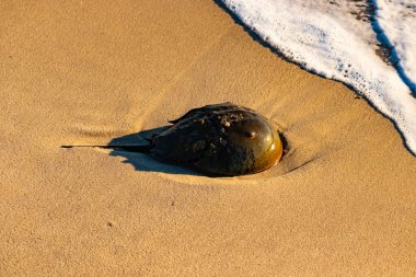 At nalı yengeci, eski bir deniz yaşamı, kumlu bir plajda dinlenir, yumuşak dalgalar kıyıya vurur. Benzersiz şekli ve dokusu kumda ve deniz köpüğünde göze çarpar..