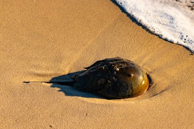At nalı yengeci, eski bir deniz yaşamı, kumlu bir plajda dinlenir, yumuşak dalgalar kıyıya vurur. Benzersiz şekli ve dokusu kumda ve deniz köpüğünde göze çarpar..
