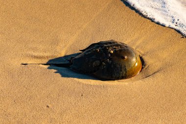 At nalı yengeci, eski bir deniz yaşamı, kumlu bir plajda dinlenir, yumuşak dalgalar kıyıya vurur. Benzersiz şekli ve dokusu kumda ve deniz köpüğünde göze çarpar..