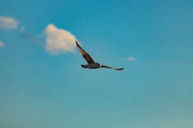 Bir martı parlak mavi bir gökyüzünde süzülür, kanatlarını arkaplanda kabarık beyaz bir bulutla açılır..
