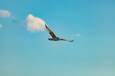 Bir martı parlak mavi bir gökyüzünde süzülür, kanatlarını arkaplanda kabarık beyaz bir bulutla açılır..