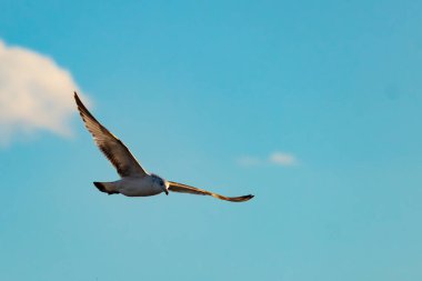 Bir martı parlak mavi bir gökyüzünde süzülür, kanatlarını arkaplanda kabarık beyaz bir bulutla açılır..