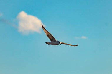 Bir martı parlak mavi bir gökyüzünde süzülür, kanatlarını arkaplanda kabarık beyaz bir bulutla açılır..