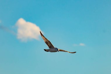 Bir martı parlak mavi bir gökyüzünde süzülür, kanatlarını arkaplanda kabarık beyaz bir bulutla açılır..