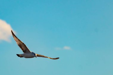 Bir martı parlak mavi bir gökyüzünde süzülür, kanatlarını arkaplanda kabarık beyaz bir bulutla açılır..