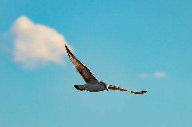 Bir martı parlak mavi bir gökyüzünde süzülür, kanatlarını arkaplanda kabarık beyaz bir bulutla açılır..