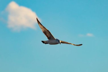 Bir martı parlak mavi bir gökyüzünde süzülür, kanatlarını arkaplanda kabarık beyaz bir bulutla açılır..