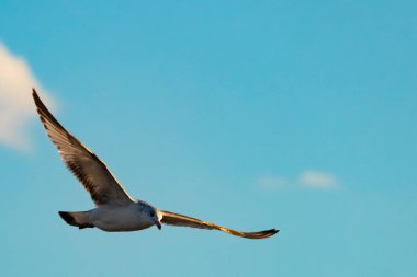 Bir martı parlak mavi bir gökyüzünde süzülür, kanatlarını arkaplanda kabarık beyaz bir bulutla açılır..