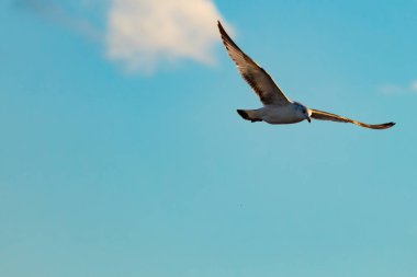 Bir martı parlak mavi bir gökyüzünde süzülür, kanatlarını arkaplanda kabarık beyaz bir bulutla açılır..