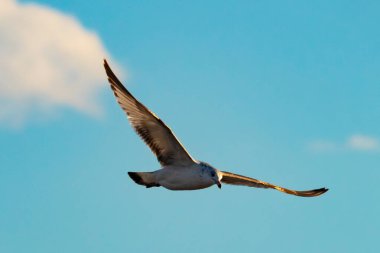 Bir martı parlak mavi bir gökyüzünde süzülür, kanatlarını arkaplanda kabarık beyaz bir bulutla açılır..