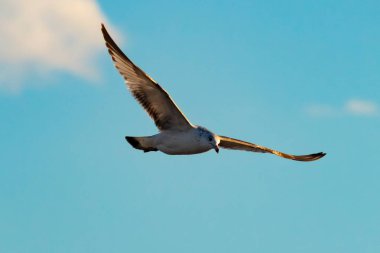 Bir martı parlak mavi bir gökyüzünde süzülür, kanatlarını arkaplanda kabarık beyaz bir bulutla açılır..