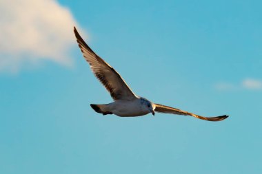 Bir martı parlak mavi bir gökyüzünde süzülür, kanatlarını arkaplanda kabarık beyaz bir bulutla açılır..