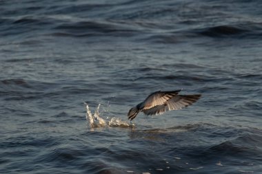 Geniş kanatları olan bir kuş dalgalı mavi bir denizin yüzeyini sıyırır ve alçaktan uçarken sıçramalar yaratır..