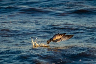 Geniş kanatları olan bir kuş dalgalı mavi bir denizin yüzeyini sıyırır ve alçaktan uçarken sıçramalar yaratır..
