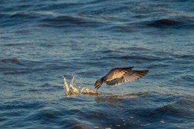 Geniş kanatları olan bir kuş dalgalı mavi bir denizin yüzeyini sıyırır ve alçaktan uçarken sıçramalar yaratır..