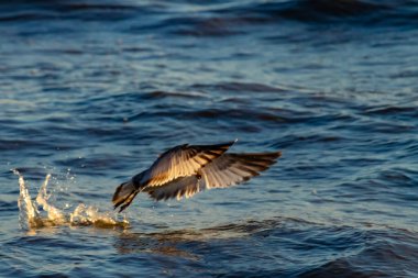Geniş kanatları olan bir kuş dalgalı mavi bir denizin yüzeyini sıyırır ve alçaktan uçarken sıçramalar yaratır..