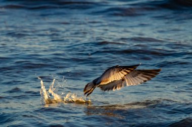 Geniş kanatları olan bir kuş dalgalı mavi bir denizin yüzeyini sıyırır ve alçaktan uçarken sıçramalar yaratır..
