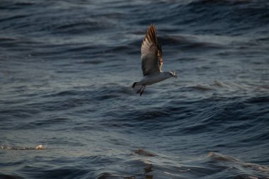 Dalgalı mavi bir okyanusun üzerinde uçan halka gagalı bir martı. Kanatları güneş ışığını yakalıyor. Gagasında küçük bir nesne taşıyor..
