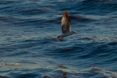 Dalgalı mavi bir okyanusun üzerinde uçan halka gagalı bir martı. Kanatları güneş ışığını yakalıyor. Gagasında küçük bir nesne taşıyor..