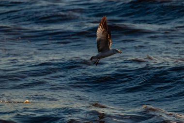 Dalgalı mavi bir okyanusun üzerinde uçan halka gagalı bir martı. Kanatları güneş ışığını yakalıyor. Gagasında küçük bir nesne taşıyor..