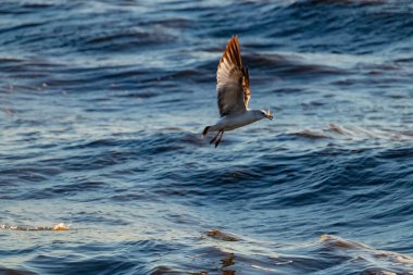 Dalgalı mavi bir okyanusun üzerinde uçan halka gagalı bir martı. Kanatları güneş ışığını yakalıyor. Gagasında küçük bir nesne taşıyor..
