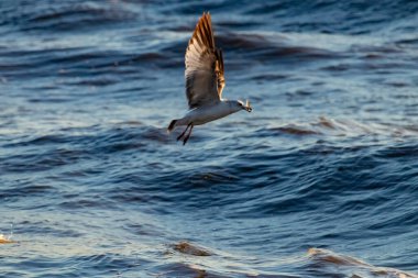 Dalgalı mavi bir okyanusun üzerinde uçan halka gagalı bir martı. Kanatları güneş ışığını yakalıyor. Gagasında küçük bir nesne taşıyor..