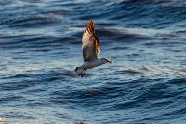 Dalgalı mavi bir okyanusun üzerinde uçan halka gagalı bir martı. Kanatları güneş ışığını yakalıyor. Gagasında küçük bir nesne taşıyor..