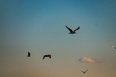 Martılar ufukta soluk maviden yumuşak turuncuya doğru eğimli bir gökyüzüne doğru süzülürler. Zarif uçuşta kanatlar açılır.