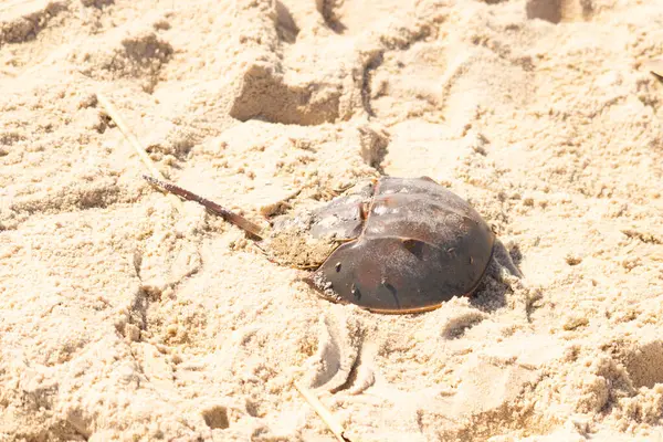 Atlantik at nalı yengeci kısmen açık renkli kuma gömülmüş. Eski deniz eklembacaklıları kumlu bir sahilde.
