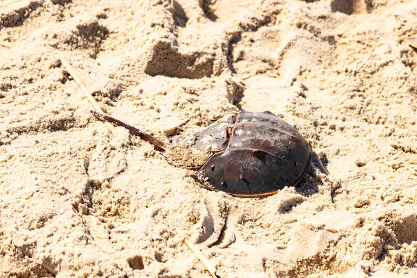 Atlantik at nalı yengeci kısmen açık renkli kuma gömülmüş. Eski deniz eklembacaklıları kumlu bir sahilde.