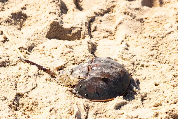 Atlantik at nalı yengeci kısmen açık renkli kuma gömülmüş. Eski deniz eklembacaklıları kumlu bir sahilde.