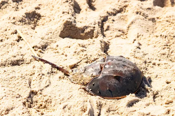 Atlantik at nalı yengeci kısmen açık renkli kuma gömülmüş. Eski deniz eklembacaklıları kumlu bir sahilde.
