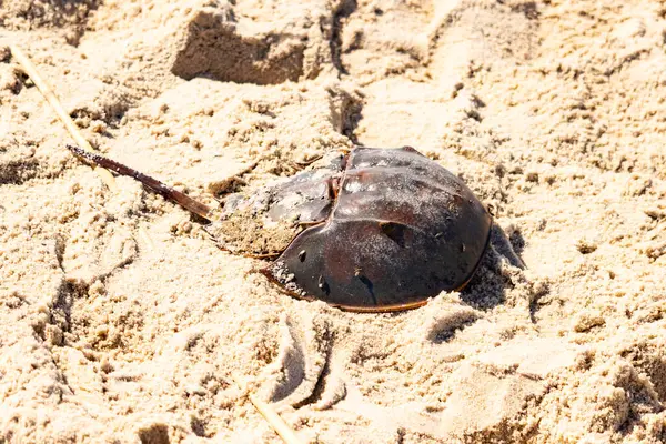 Atlantik at nalı yengeci kısmen açık renkli kuma gömülmüş. Eski deniz eklembacaklıları kumlu bir sahilde.