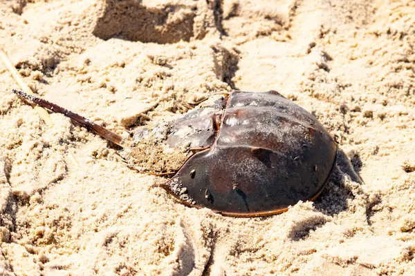 Atlantik at nalı yengeci kısmen açık renkli kuma gömülmüş. Eski deniz eklembacaklıları kumlu bir sahilde.