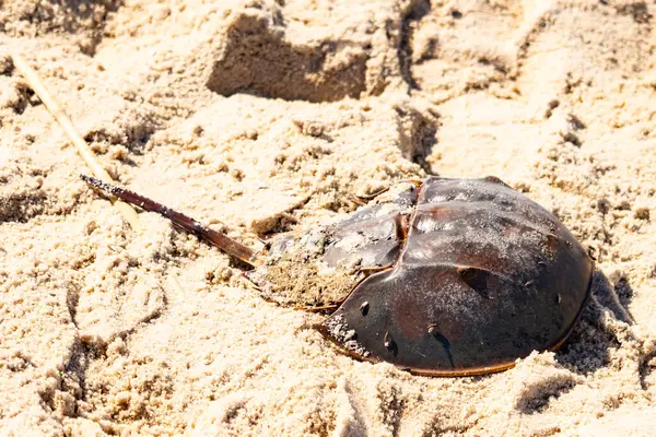 Atlantik at nalı yengeci kısmen açık renkli kuma gömülmüş. Eski deniz eklembacaklıları kumlu bir sahilde.