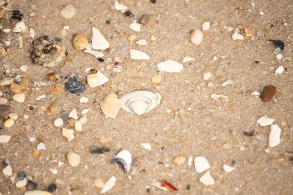 Çeşitli küçük deniz kabukları, çakıl taşları ve renkli parçalarla yakın plan kumlar. Dokusal plaj ayrıntıları.