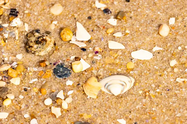 Çeşitli küçük deniz kabukları, çakıl taşları ve renkli parçalarla yakın plan kumlar. Dokusal plaj ayrıntıları.