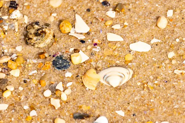 Çeşitli küçük deniz kabukları, çakıl taşları ve renkli parçalarla yakın plan kumlar. Dokusal plaj ayrıntıları.