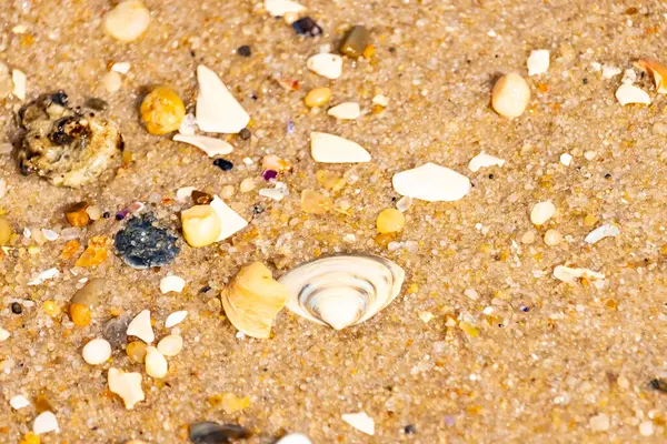 Çeşitli küçük deniz kabukları, çakıl taşları ve renkli parçalarla yakın plan kumlar. Dokusal plaj ayrıntıları.