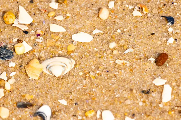 Çeşitli küçük deniz kabukları, çakıl taşları ve renkli parçalarla yakın plan kumlar. Dokusal plaj ayrıntıları.