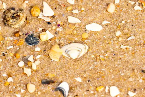 Çeşitli küçük deniz kabukları, çakıl taşları ve renkli parçalarla yakın plan kumlar. Dokusal plaj ayrıntıları.